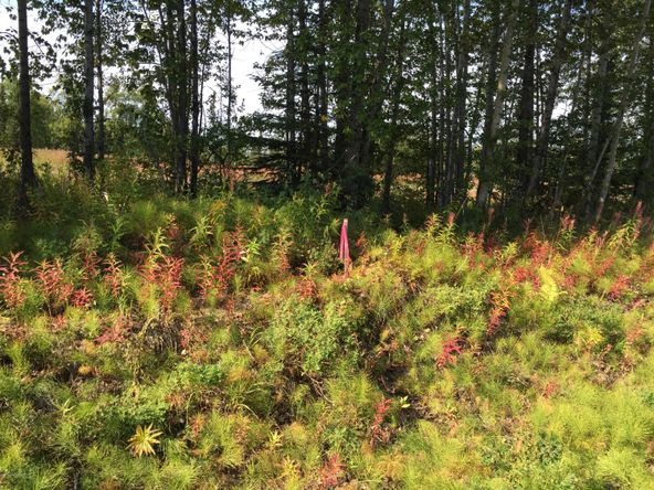 63747 Oil Well Rd, Ninilchik, AK 99639